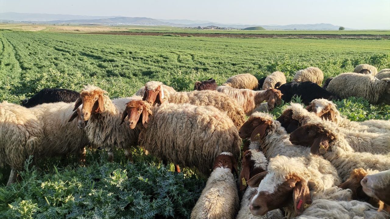 Kahramanmaraş'ta havalar ısındı yaylalarda üretim başladı!