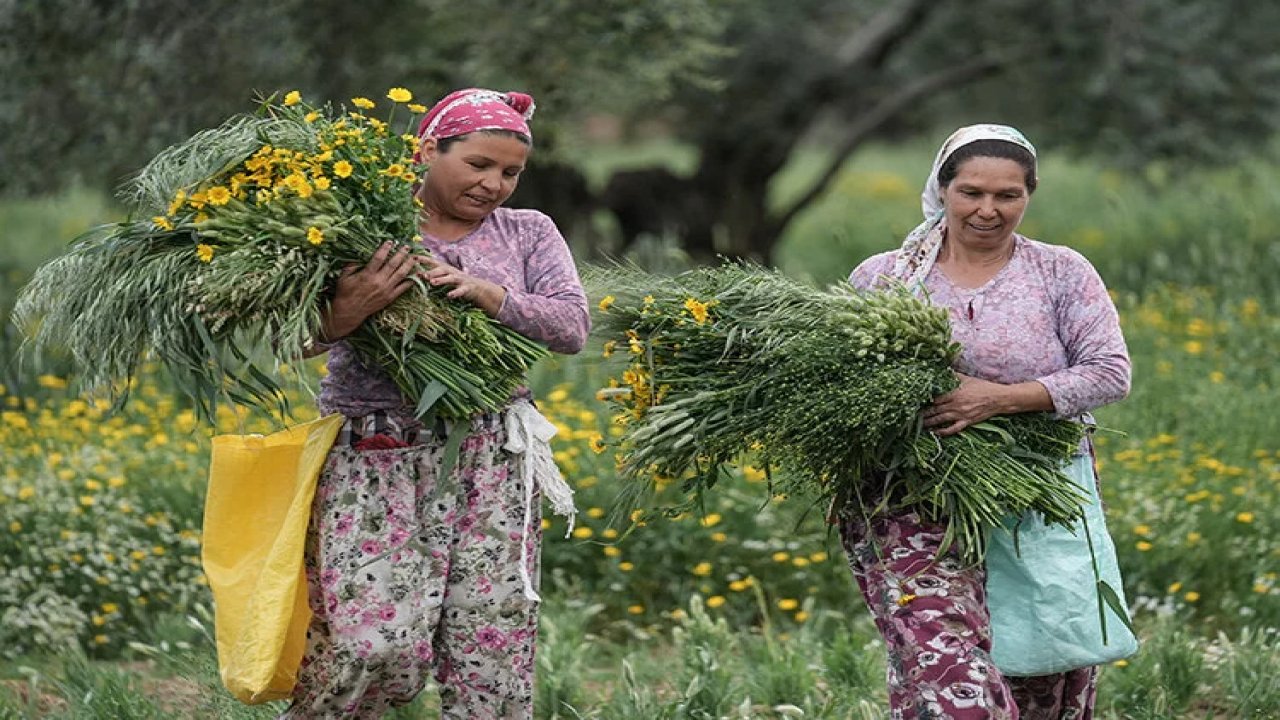 Kimsenin yüzüne bakmadığı kuru otlar, geçim kaynağı oldu!