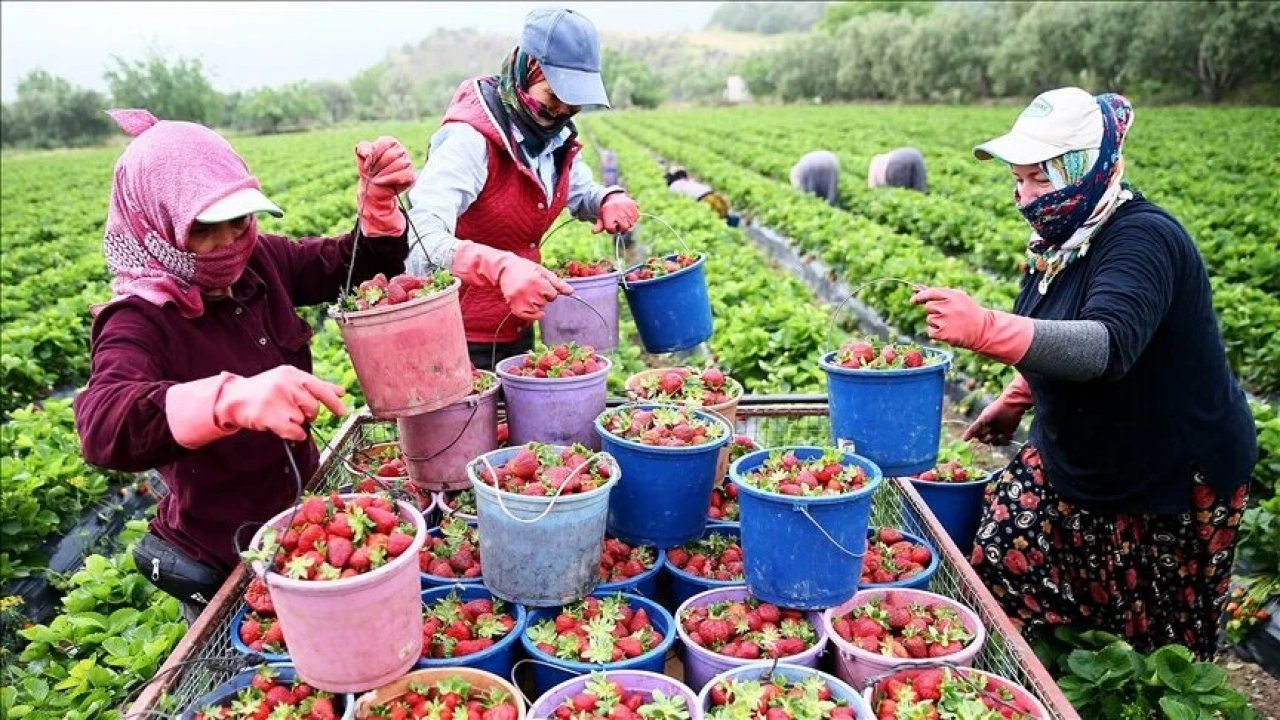 Mevsimler şaştı, çilek üretimi arttı!