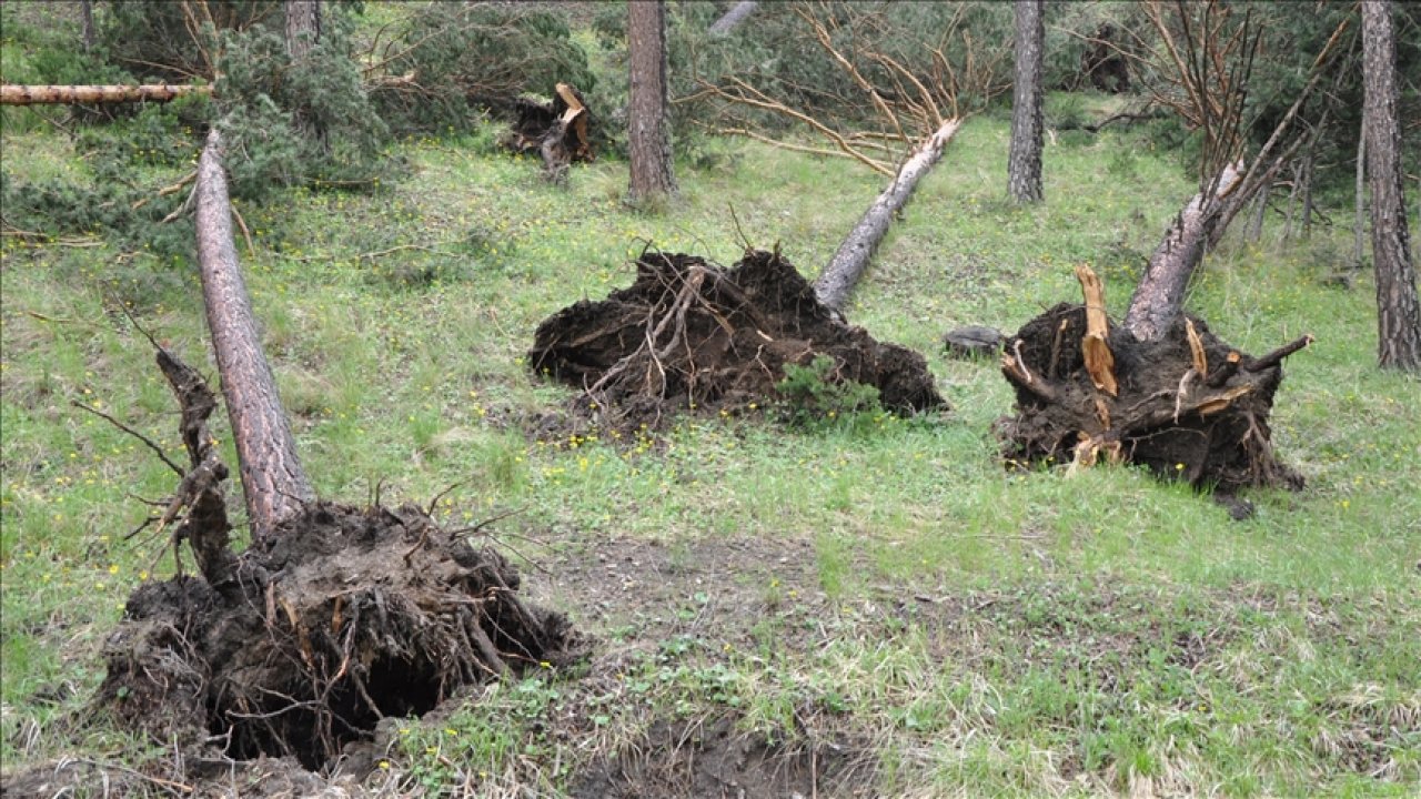 Hortum ağaçlarını kökünden söktü!