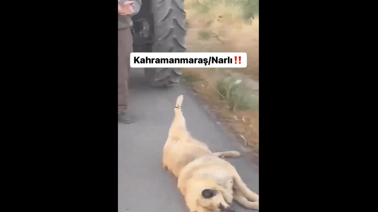 Kahramanmaraş’ta traktörün arkasına bağladığı köpeği sürükledi!