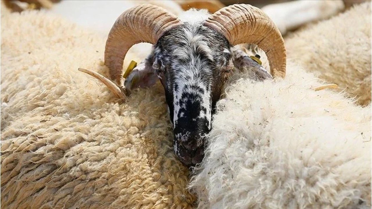 Diyanet Kurban bedelini açıkladı!