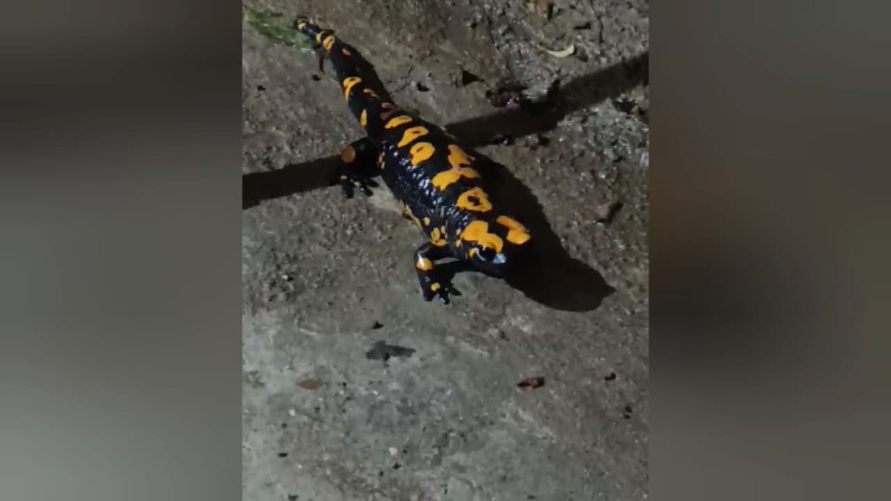 Nesli Tükenmekte Olan Anadolu Semenderi, Kahramanmaraş'ta Görüldü