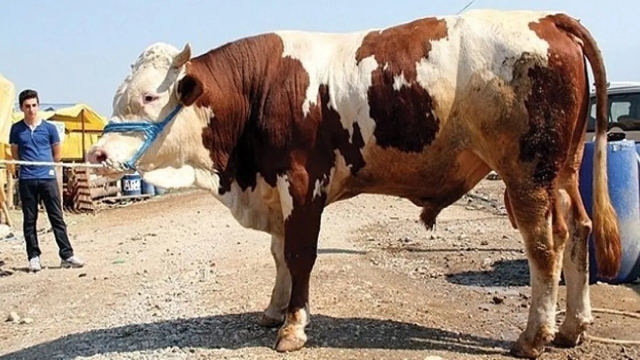 Kurban Bayramı'na 1 ay kala fiyatlar belli oldu! Büyükbaş arabayla yarışıyor