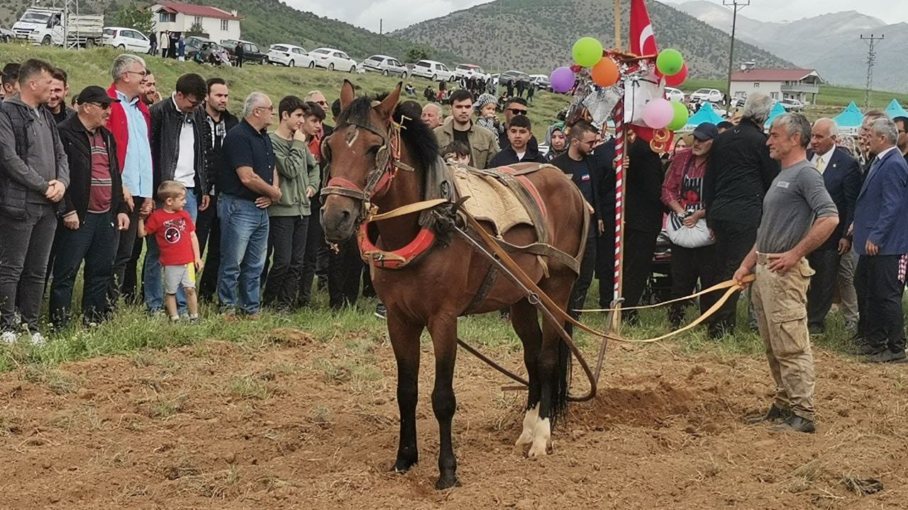 Kahramanmaraş’ta Dağıstanlılar kara sabanla öküz koştu!