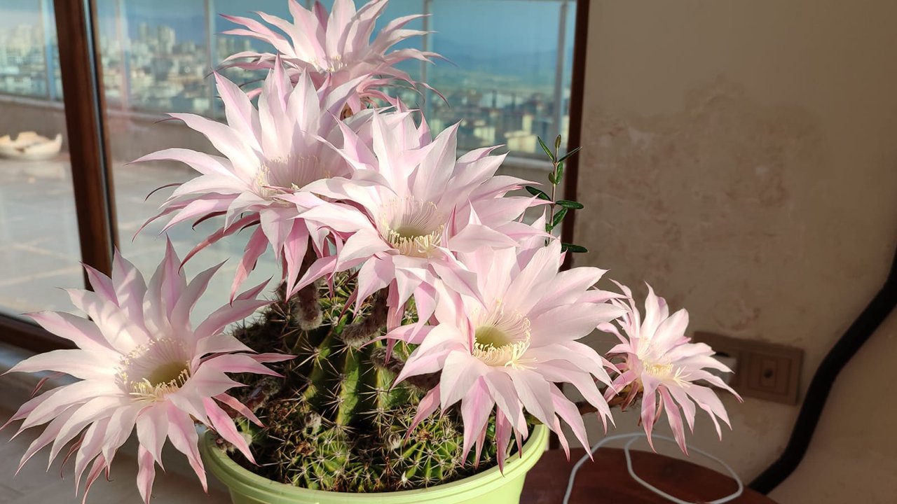 Kahramanmaraş’ta Bir Doğa Mucizesi: 6 Yaşındaki Kaktüs 6 Çiçek Birden Açtı