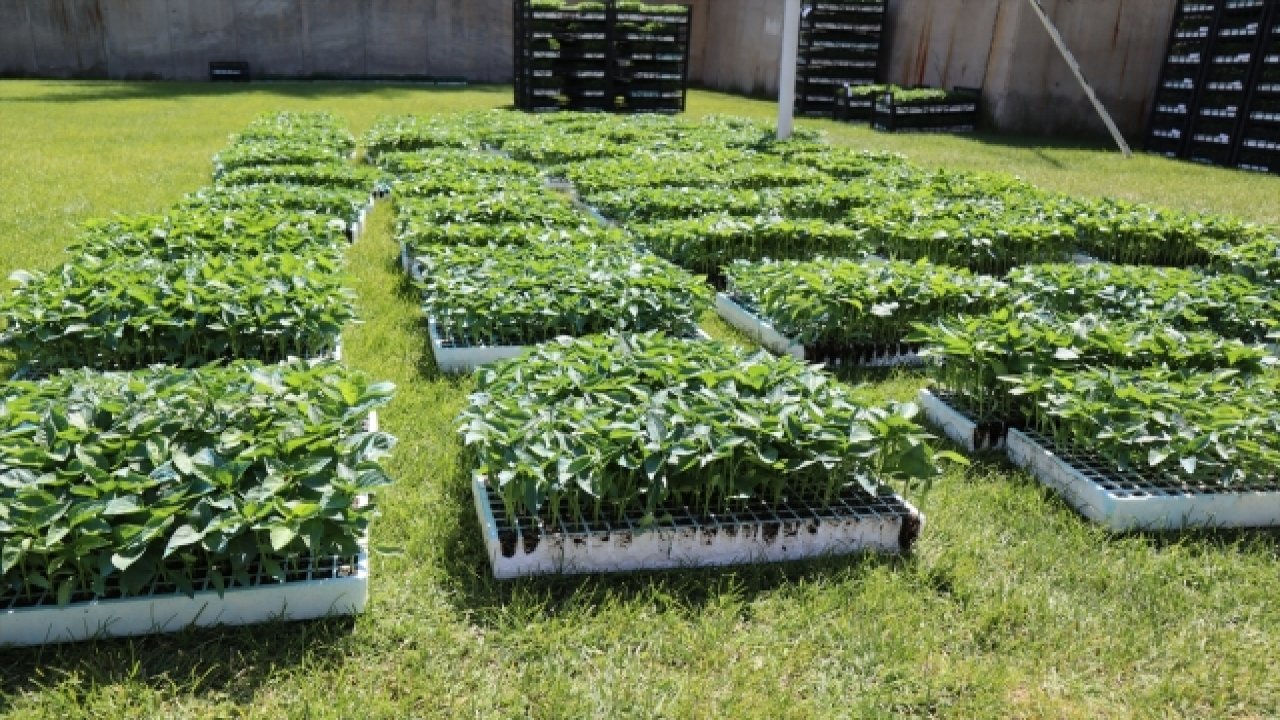 Kahramanmaraş’ta 400 çiftçiye 500 bin sebze fidesi dağıtıldı!