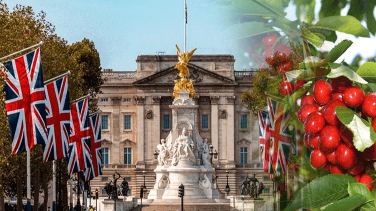Kahramanmaraş Andırın kirazı Buckingham Sarayı'nda kral sofrasını süslüyor!