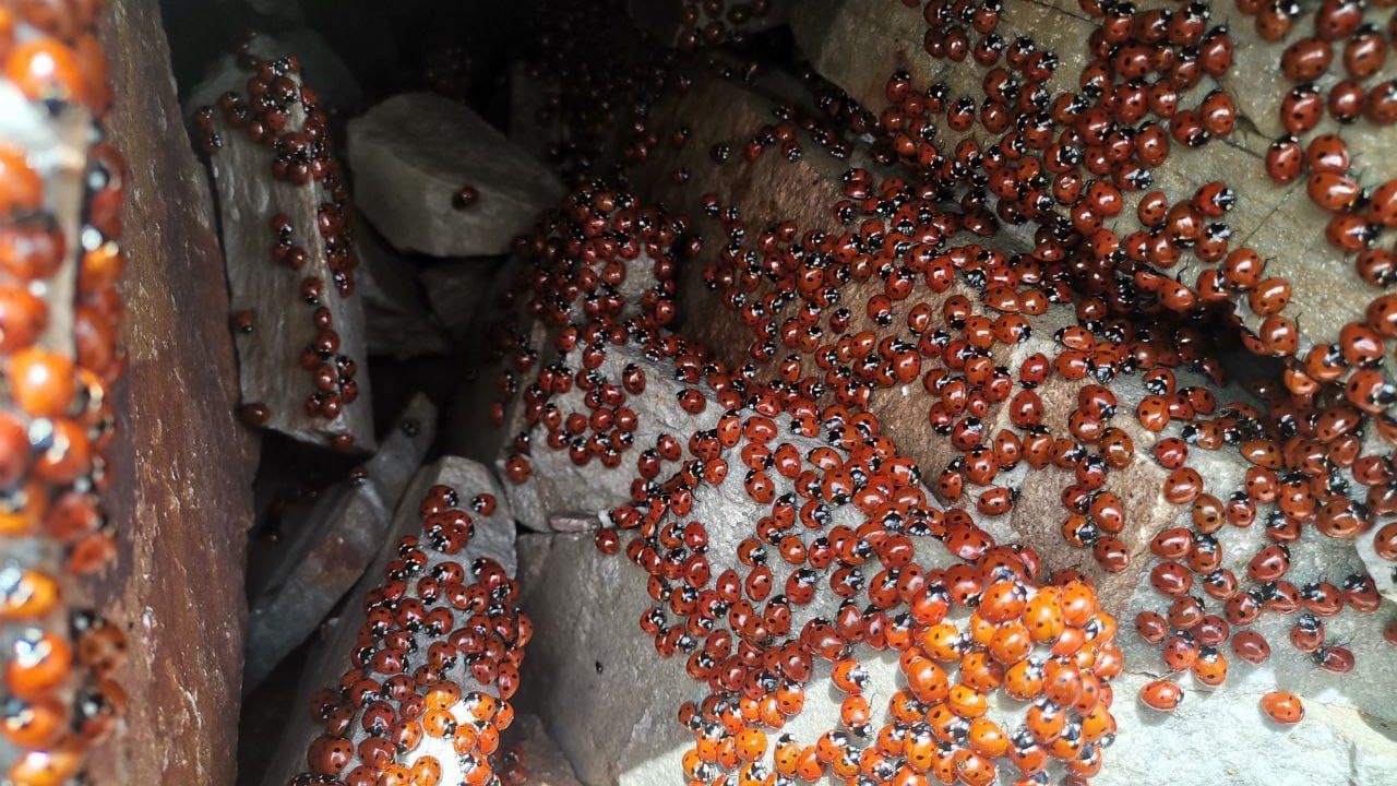 Kahramanmaraş’ta Uğur böceklerinden görsel şölen! Milyonlarcası aynı anda ortaya çıktı!