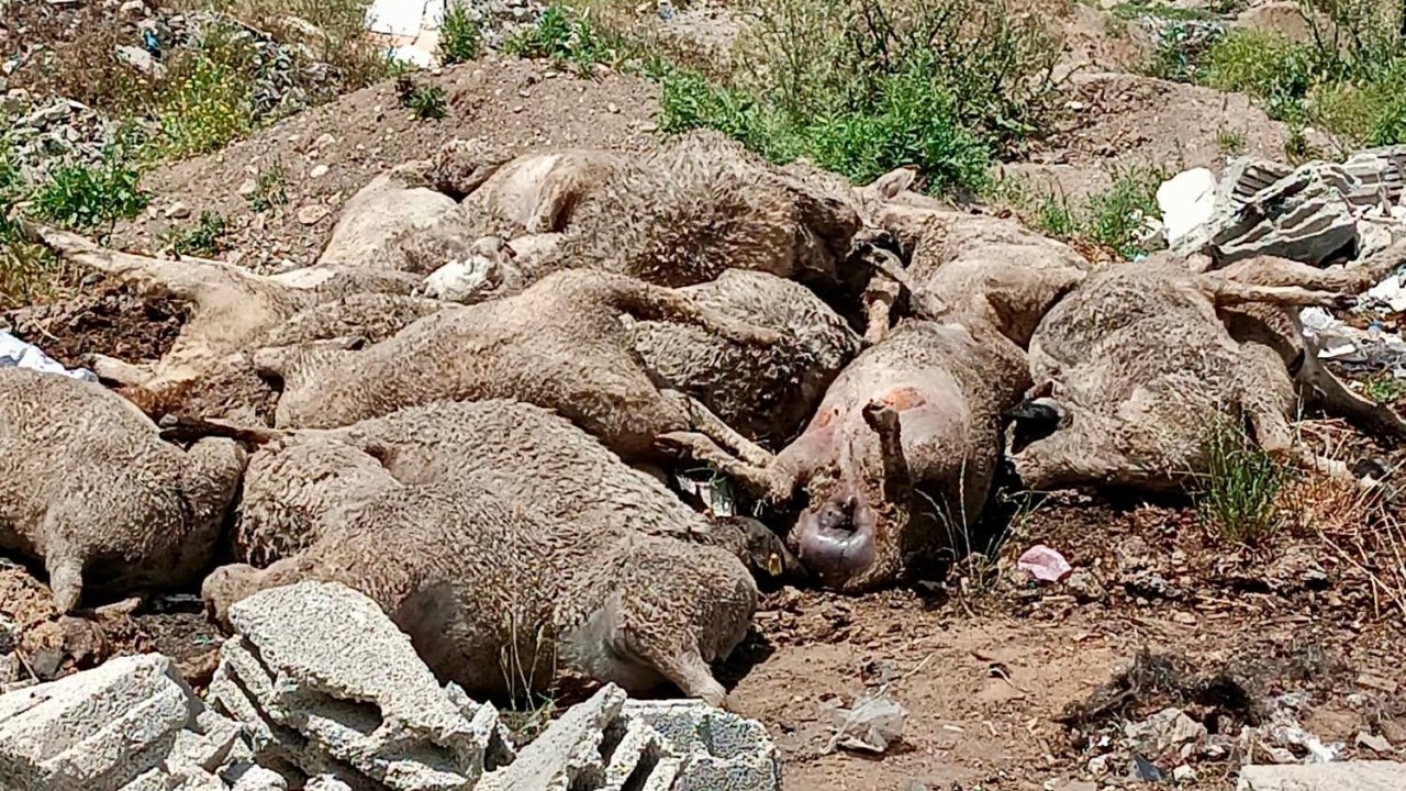 Kahramanmaraş’ta köpek sürüsü koyun sürüsünü parçaladı!