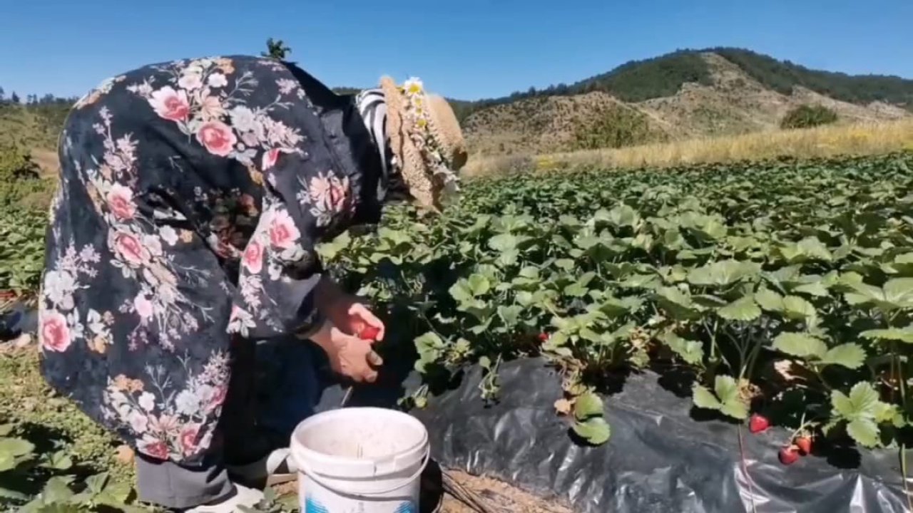 Kahramanmaraş’ta Çilek Üretimi Patladı: Yıllık 12 Bin Ton Üretim!