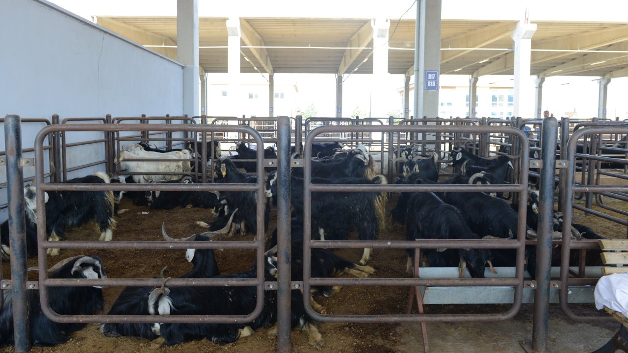 Kahramanmaraş’ta kurbanlıklar görücüye çıktı! Büyük ve küçük baş kesim fiyatları açıklandı!