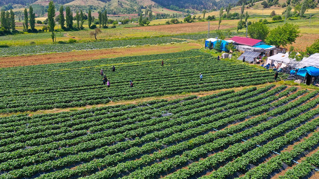 Kahramanmaraş’ta Devlet desteğiyle kurulan çilek bahçeleri bölgeyi ihya etti!