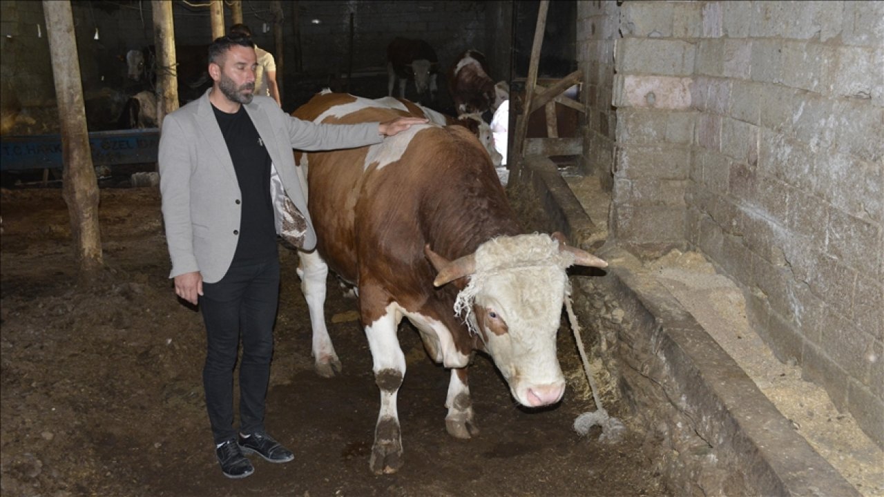 Bir tonluk tosun 200 bin liradan satışa sunuldu!