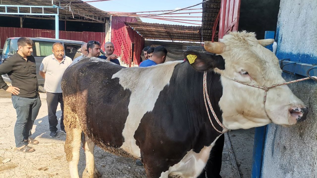 Kahramanmaraş’ta bir tonluk boğa çeyrek milyona satıldı!