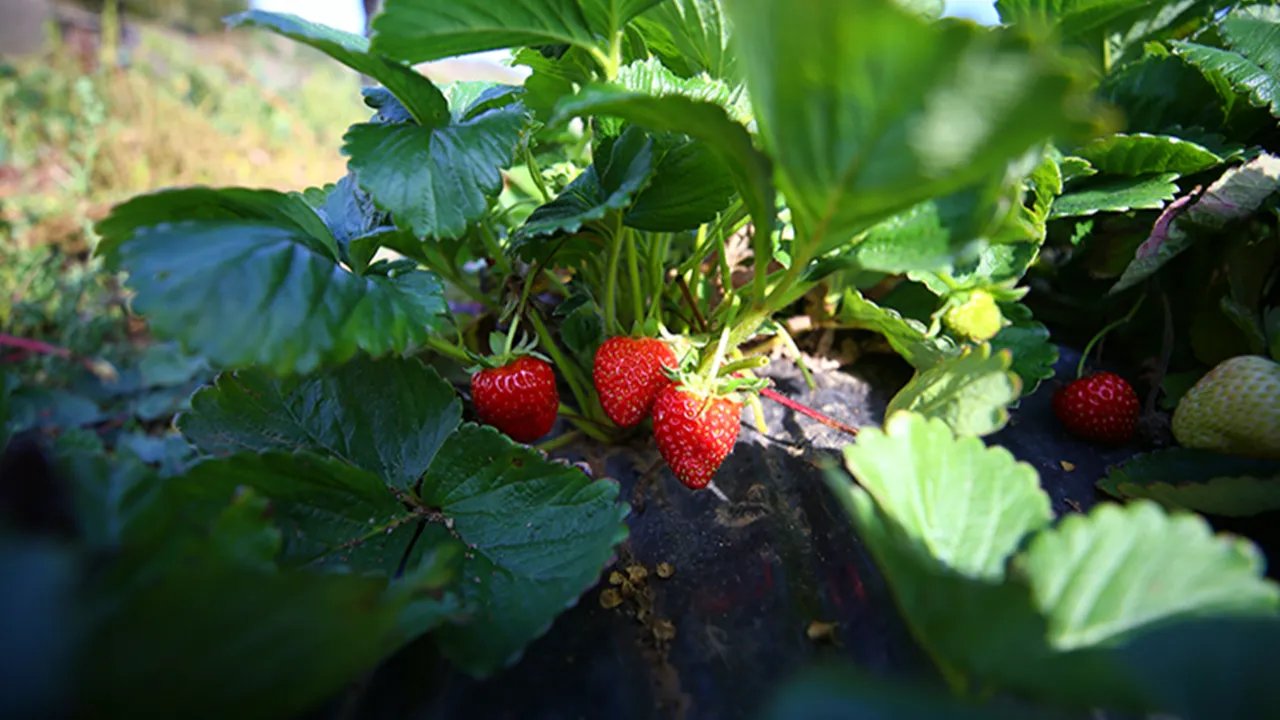 Kahramanmaraş'ın kıraç toprakları çilek üretimiyle kazanca dönüştü!