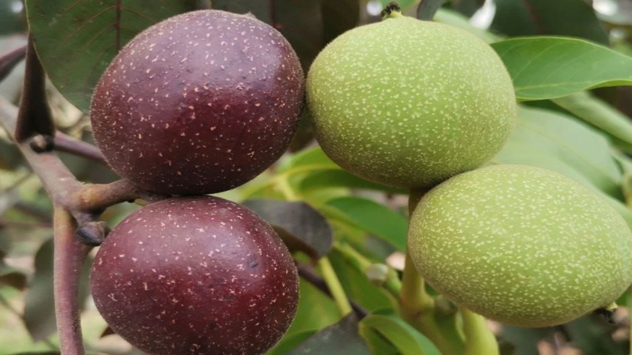 Kahramanmaraş’ta ceviz devrimi! Yeni bir gen kaynağı geliştirildi