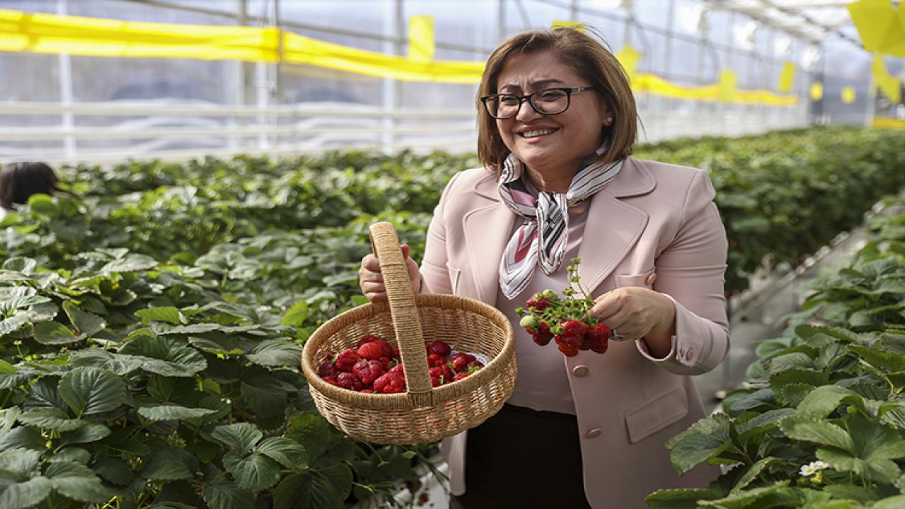 Gaziantep'te 65 yaş üstüne ücretsiz çilek!