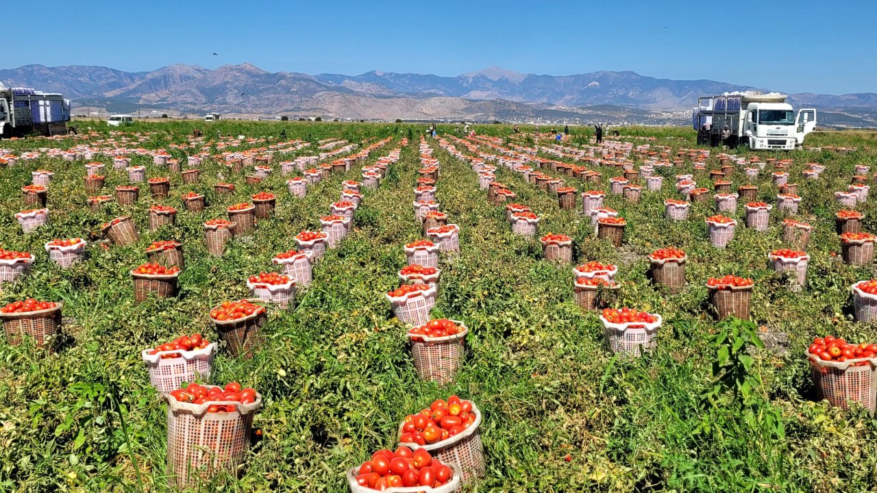 Kahramanmaraş’ta Türkoğlu Üretiyor, Avrupa Tüketiyor!