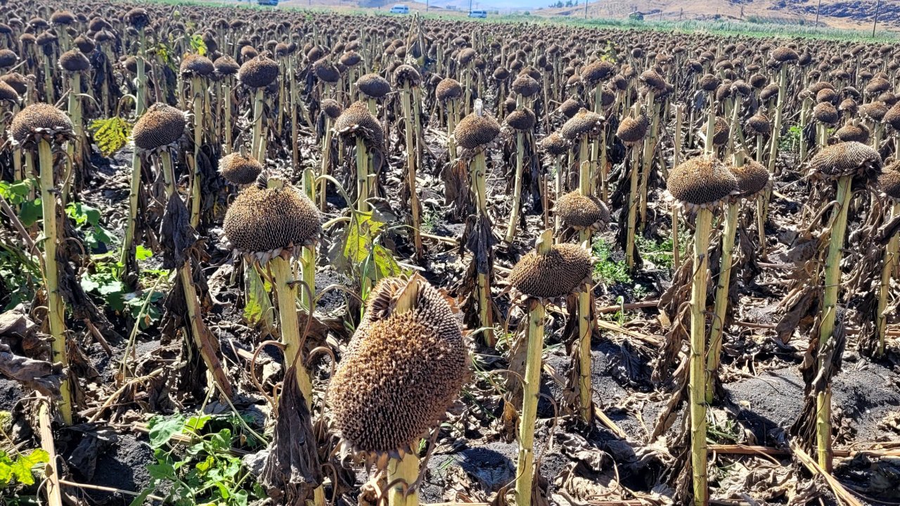 Türkiye’deki ilk Ayçiçeği hasadı Kahramanmaraş’ta başladı!