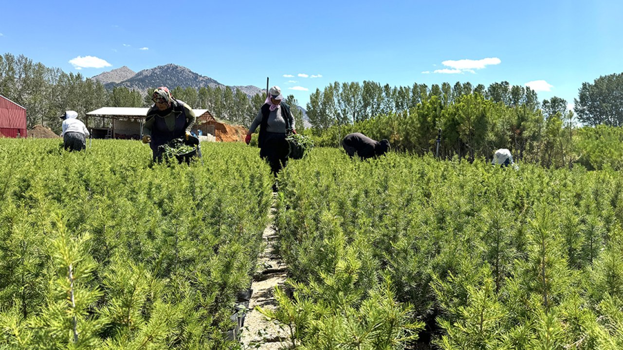 Kahramanmaraş yetiştiriyor Türkiye toprakları yeşilleniyor!