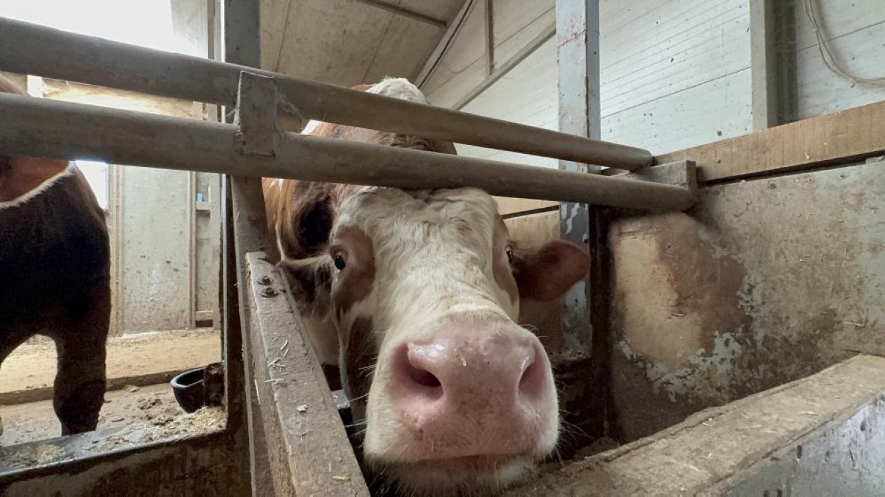 Kahramanmaraş'ta dananın teptiği besici yaşamını yitirdi!