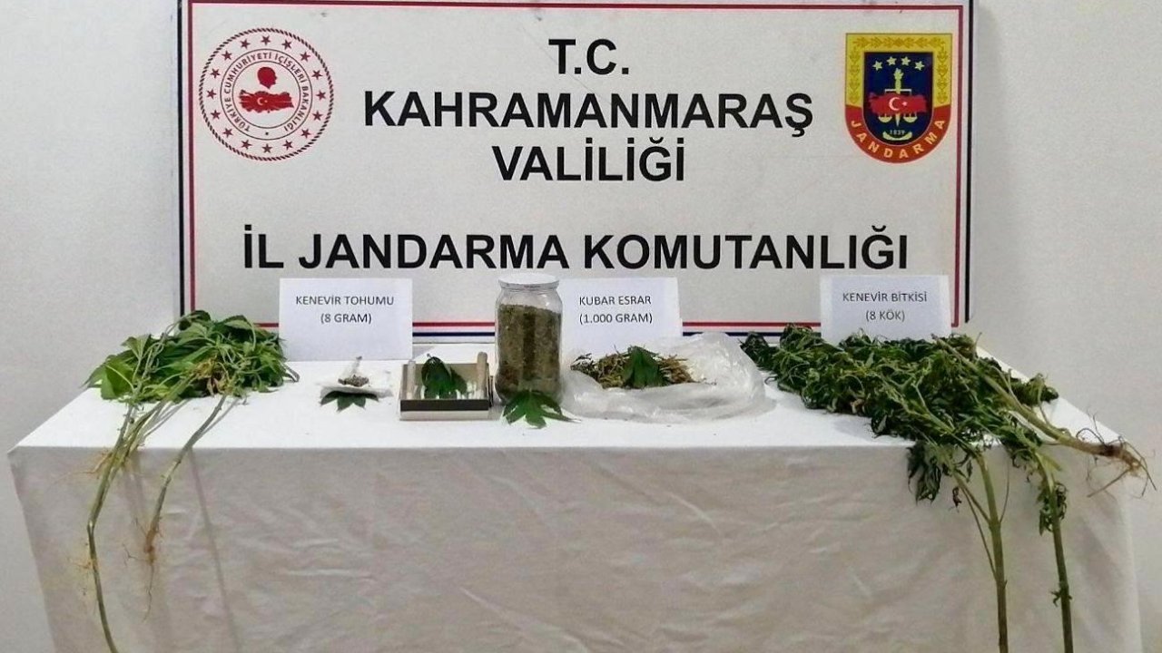 Kahramanmaraş’ta bahçede kenevir yetiştirirken yakalandı!