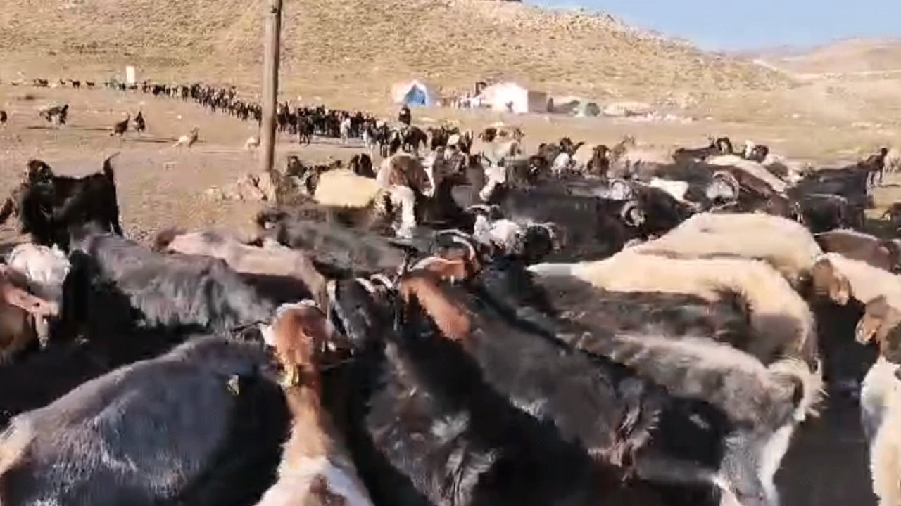 Kahramanmaraş’ta yaylada yaşam mücadelesi! Göçebelerin daha fazla meraya ihtiyacı var!