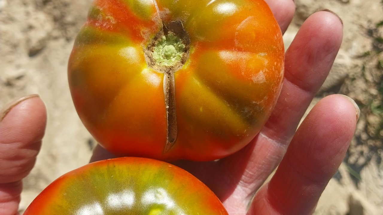 Kahramanmaraş Köy Domatesi bahçelerde yerini aldı!