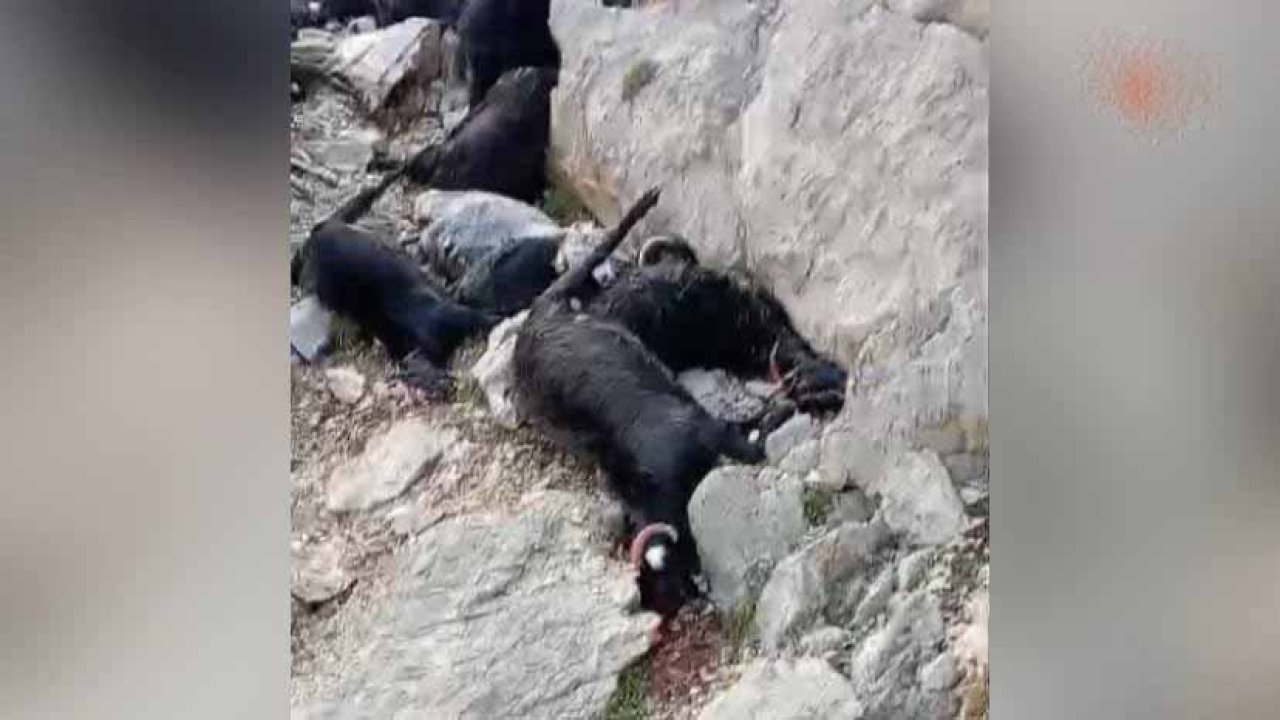 Kahramanmaraş'ta yıldırım can aldı! 100 keçi telef oldu