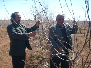 Çiftçilere Budama Eğitimi Veriliyor