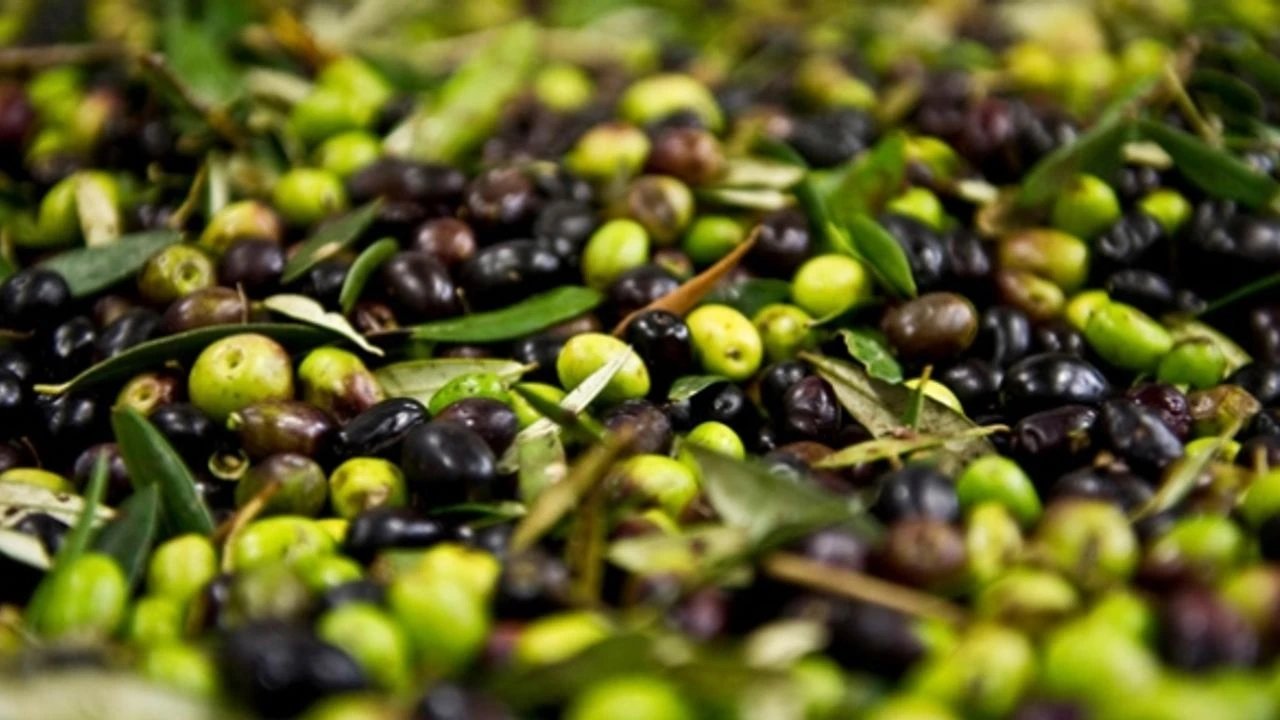 2024'te 60 milyon dolarlık zeytin ihraç edildi!