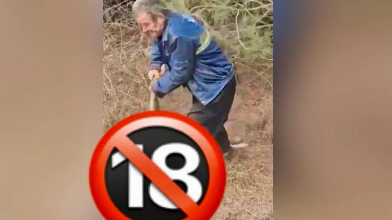 Andırın Belediyesinden Köpek Ölümleriyle İlgili Açıklama!