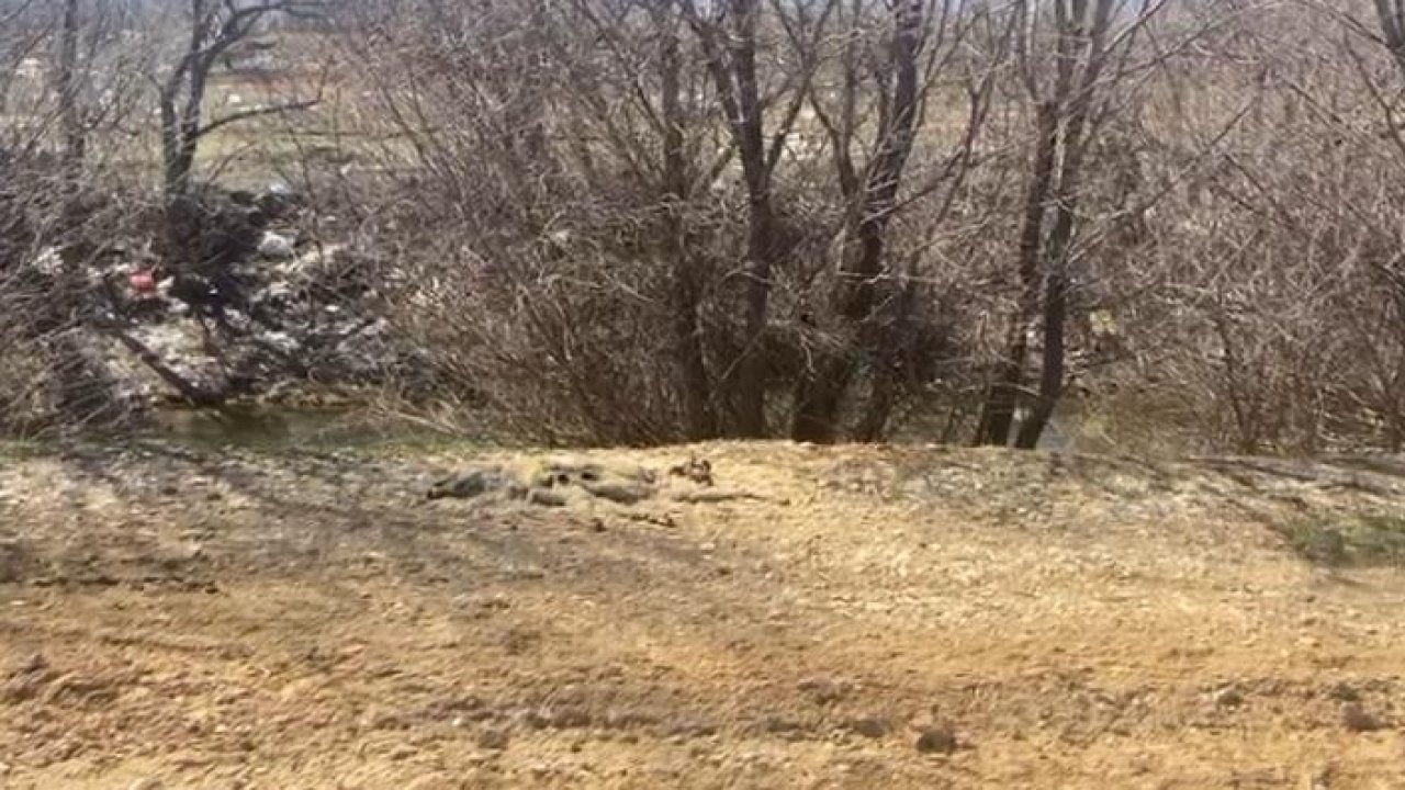 Göksun’da Köpek Ölümleri tepkisi!