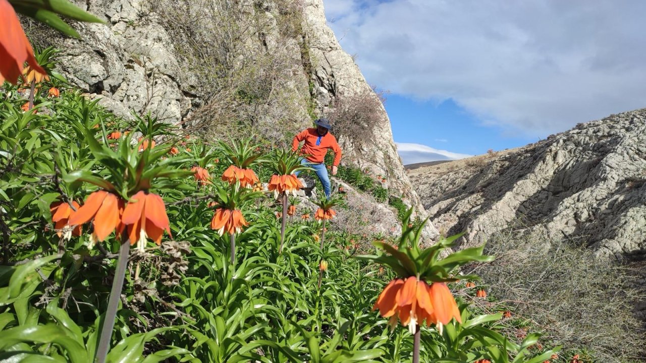 Kahramanmaraş’ta 244 bin lira ödemek istemiyorsanız bu çiçeğe sakın dokunmayın!