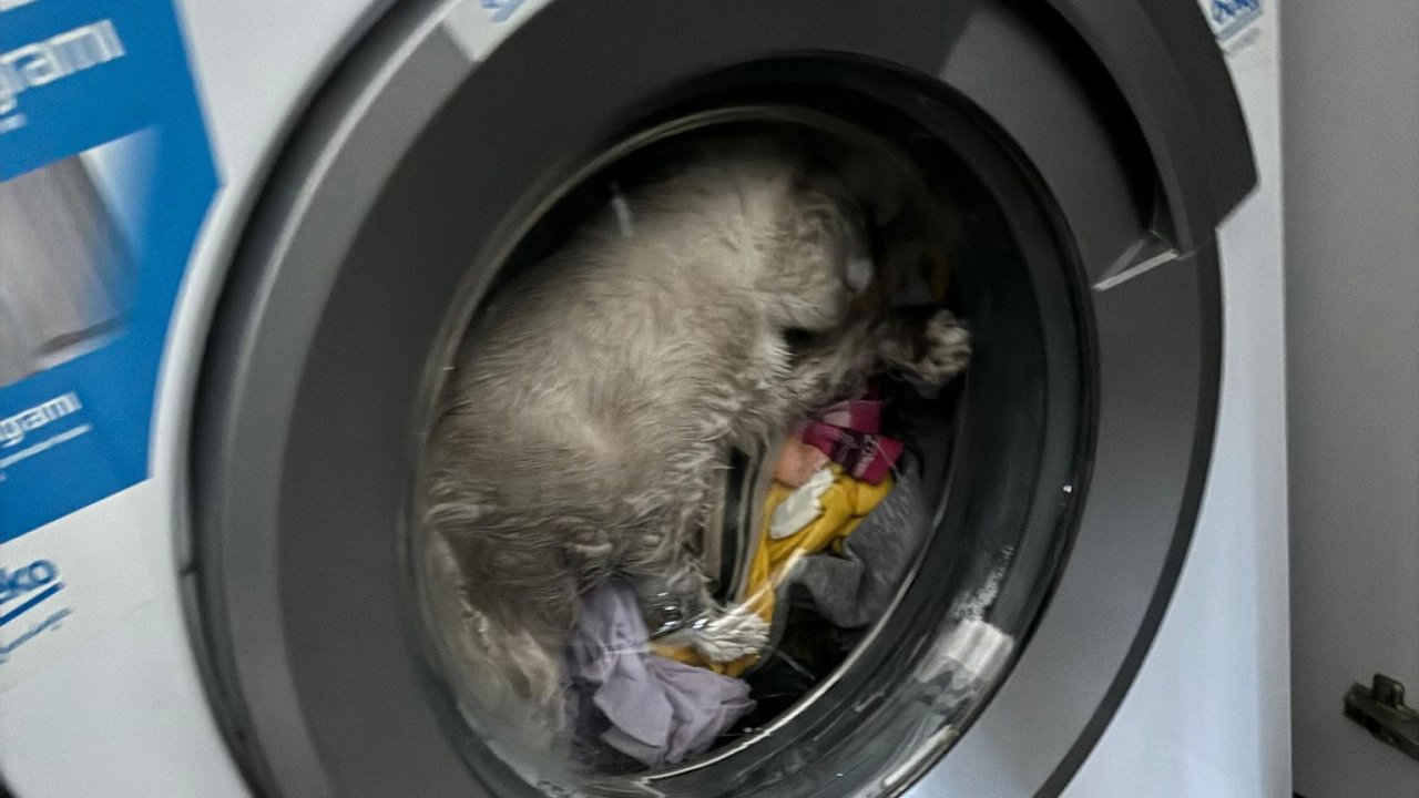 Kahramanmaraş’ta Meraklı Kedi Çamaşır Makinesinden Son Anda Kurtarıldı!
