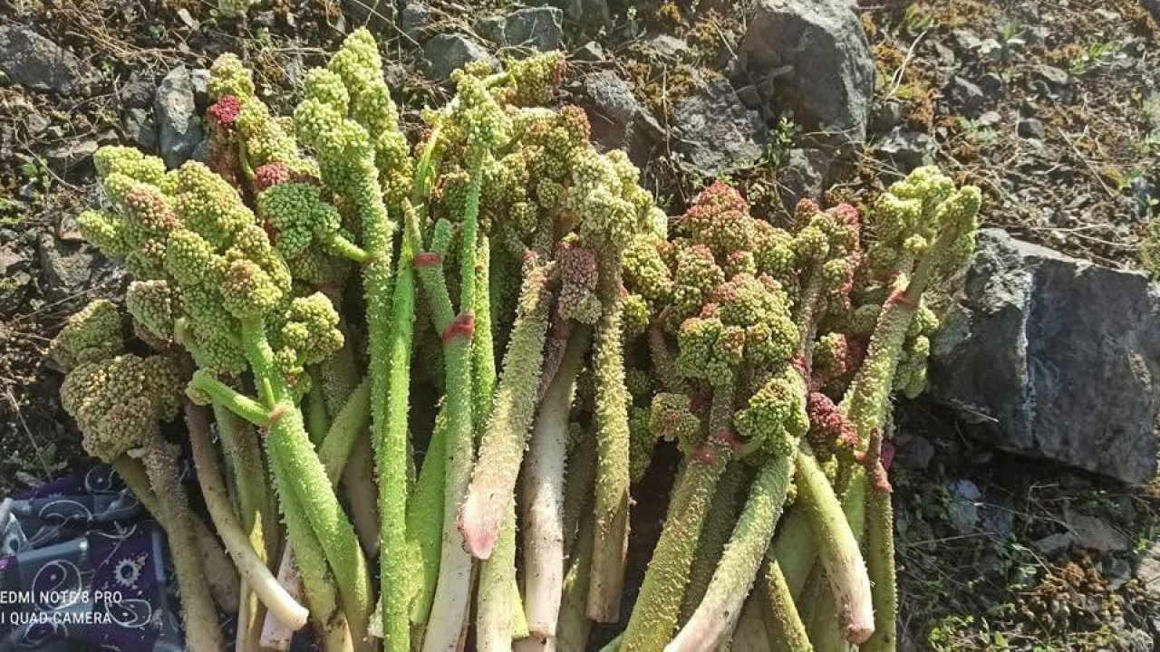 Kahramanmaraş’ta Yayla Muzu Zamanı Geldi!