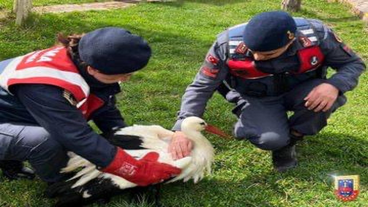 Jandarma Ekipleri Yaralı Hayvanları Koruma Altına Aldı!