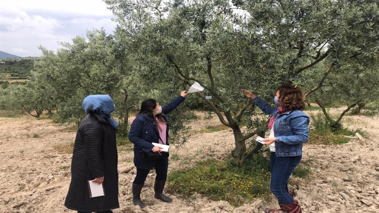 Kahramanmaraş’ta zeytin eğitimleri başlıyor!