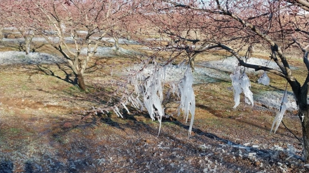Kahramanmaraş don tehlikesi altında!