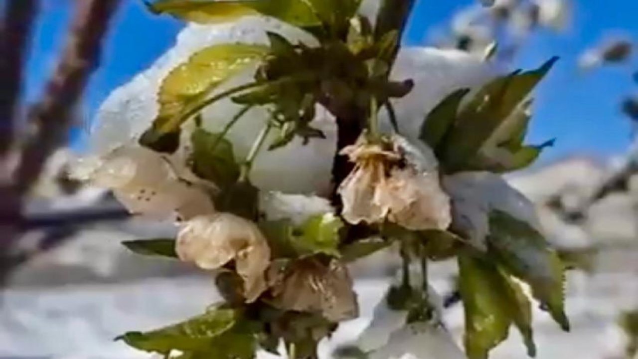 Kahramanmaraş’ta meyve ağaçları dondu!