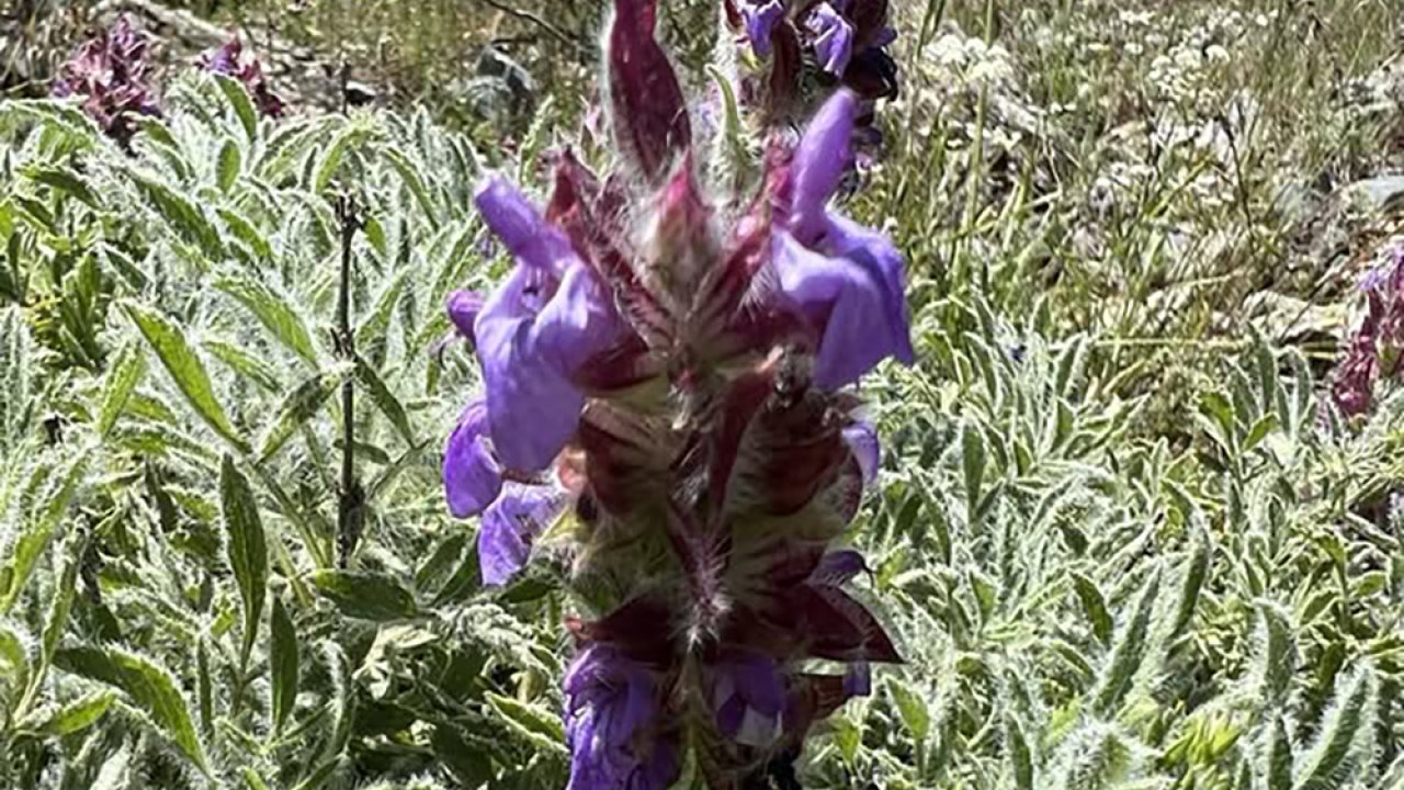Kahramanmaraş’ta 160 Yıl Sonra Yeniden Keşfedilen Bitki Türü Bilim Dünyasını Heyecanlandırdı!