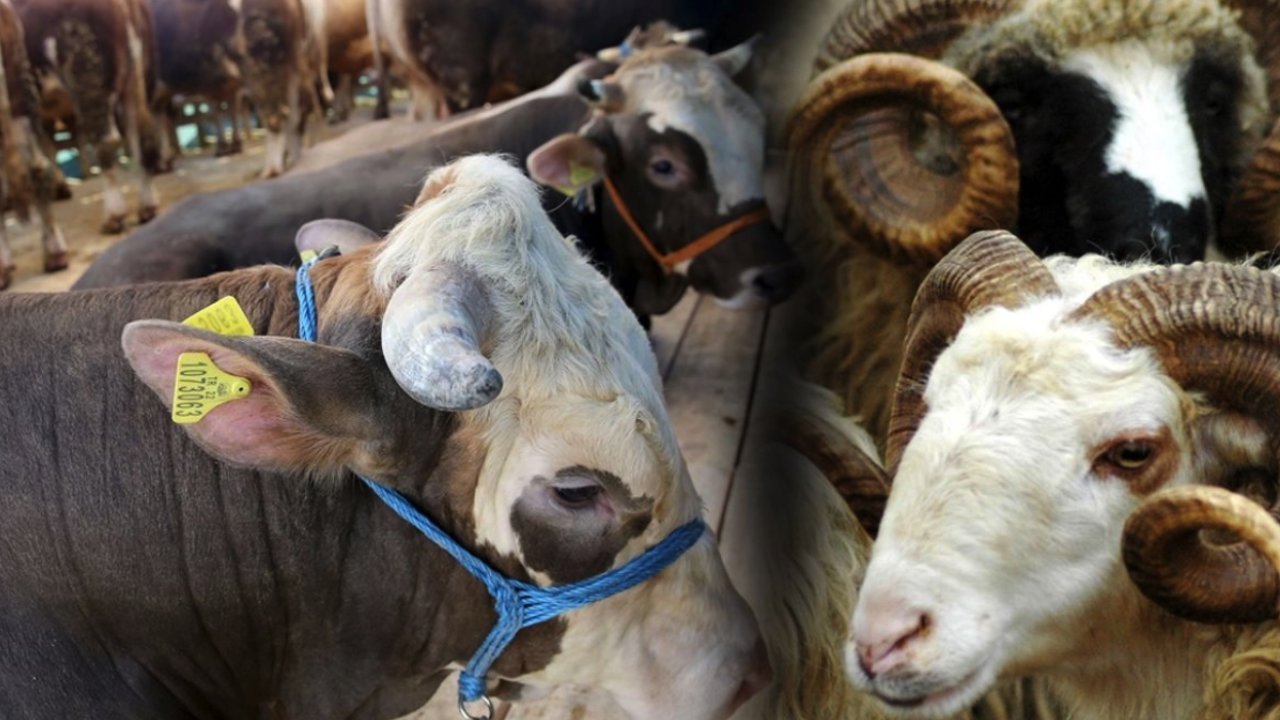 Kahramanmaraş’ta Kurban Pazarı Hareketleniyor: İşte Güncel Kilo Fiyatları!