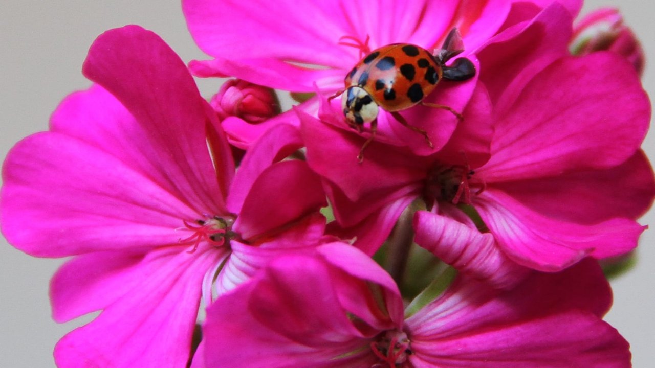 Ender Görülen Uğur Böceği Türü Kahramanmaraş’ta ortaya çıktı!
