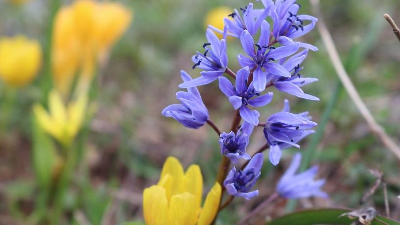 Sümbül ve Gelincikler Kahramanmaraş'ı süsledi!