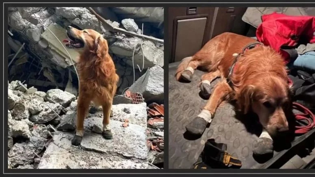 Kahramanmaraş Depreminin Kahraman Köpeği Killian’dan üzen haber!