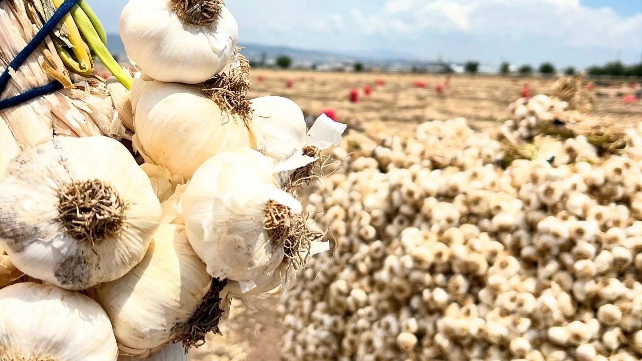 Kahramanmaraş’ta Sarımsak Hasadı Başladı!