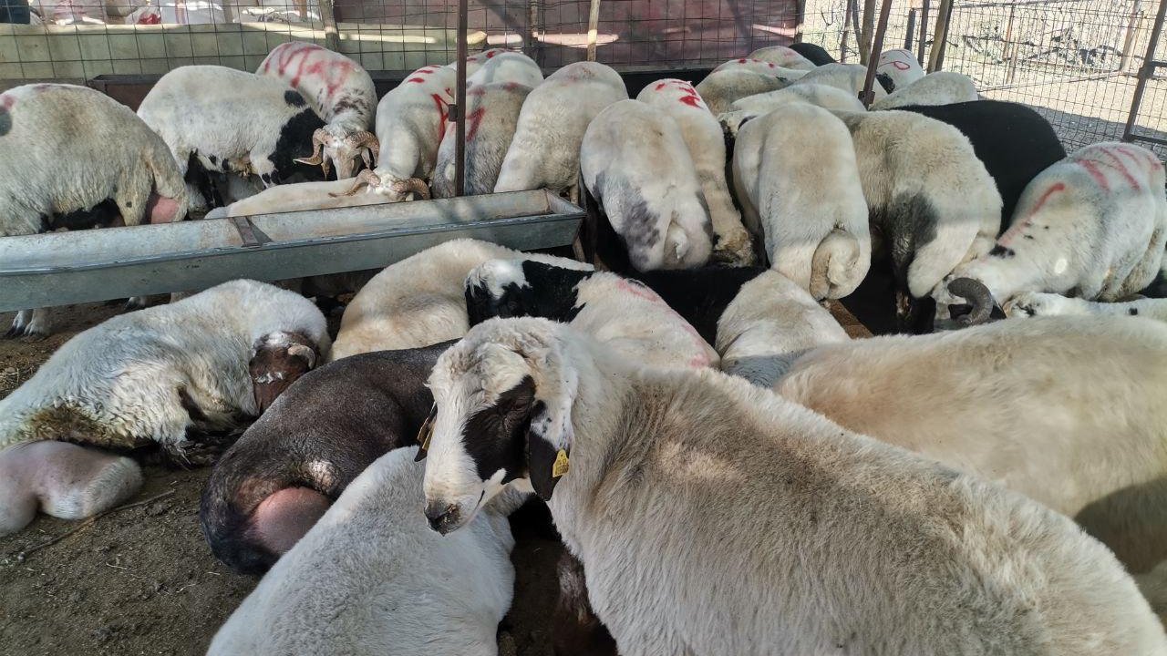 Kahramanmaraş’ta Kurbanlık Pazarı Şenlendi! İşte Fiyatlar, ilgi ve son durum…