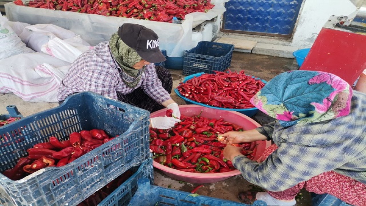 Kahramanmaraş’ta sezon açıldı, Biberi 25, salçası 300 lira!