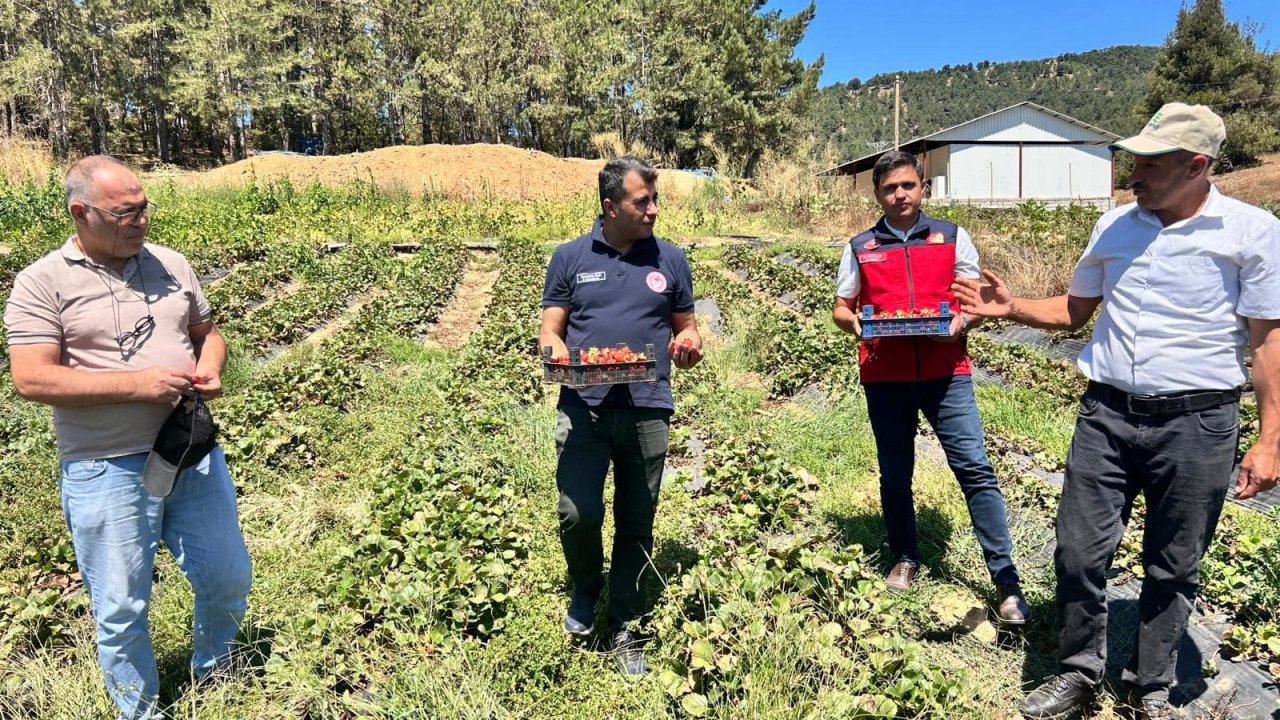 Türkoğlu’nda Çilek Üreticilerine Ziyaret!